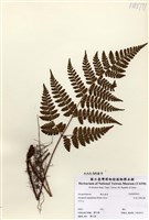 藏品(阿里山鱗毛蕨)的圖片